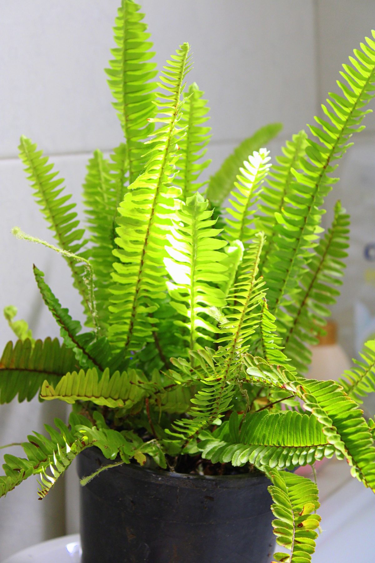 Free Stock photo of Unfurling fern frond Photoeverywhere