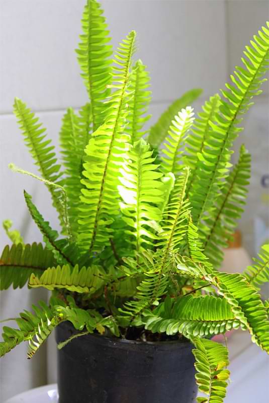 Boston Fern