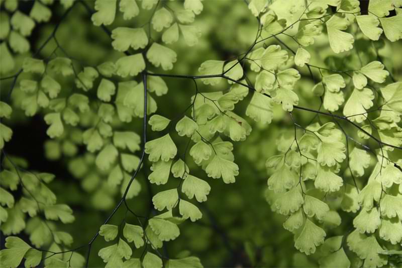 Maidenhair Fern