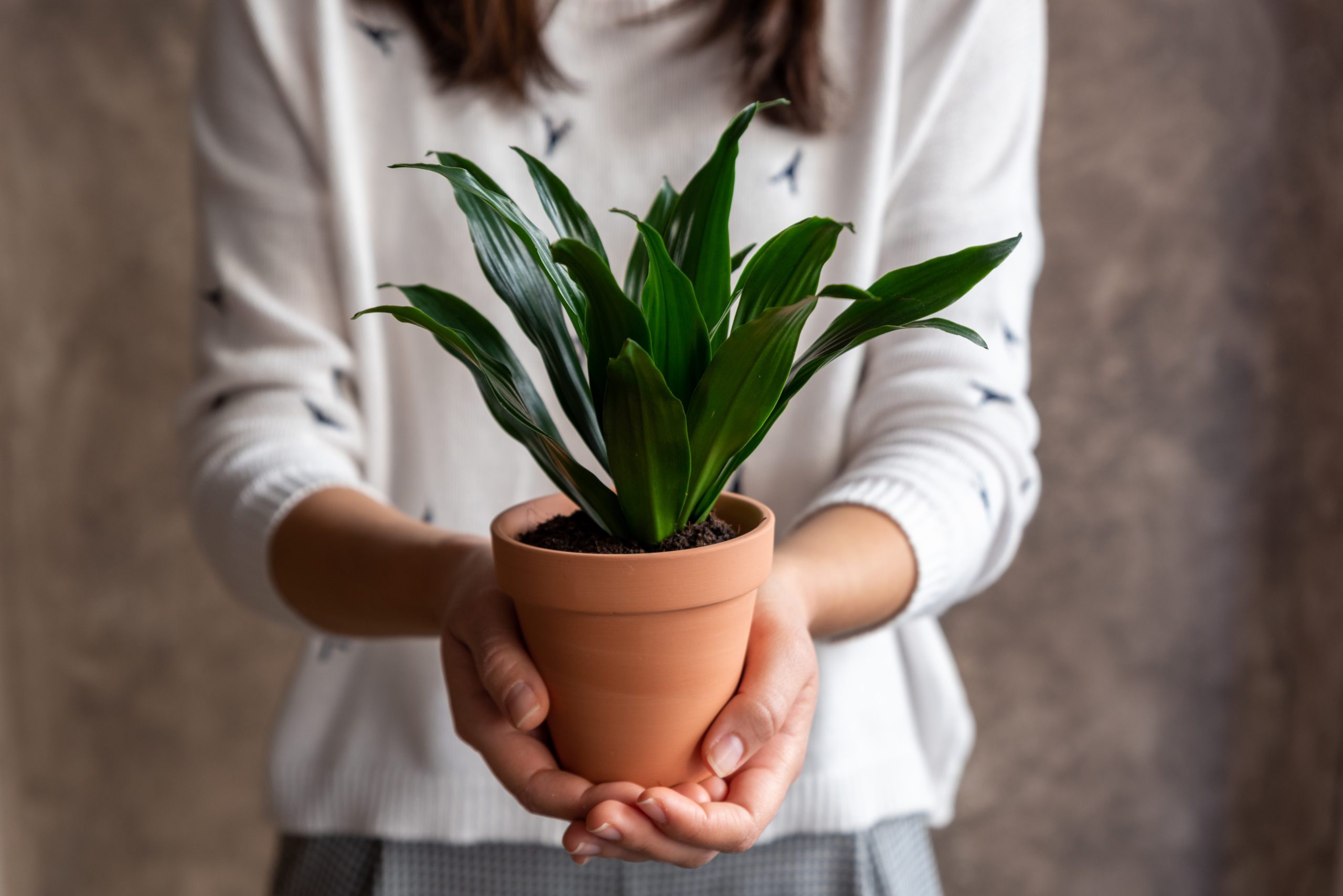 The Ultimate Guide to Dracaena Varieties