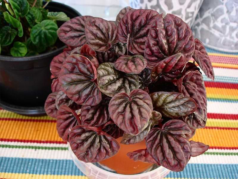 The Ultimate Guide to Peperomia Varieties