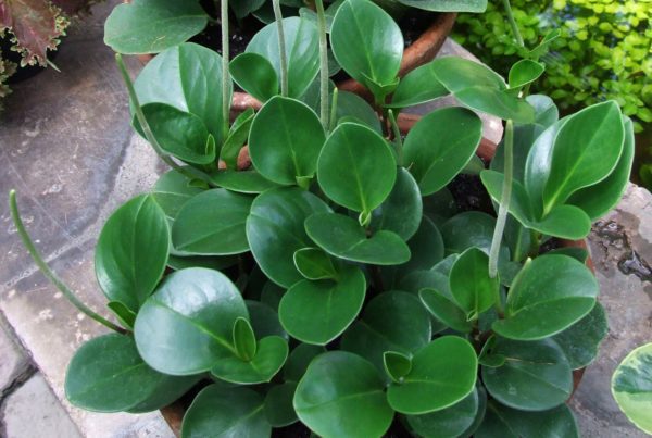 The Ultimate Guide To Peperomia Varieties Houseplant Resource Center 4008