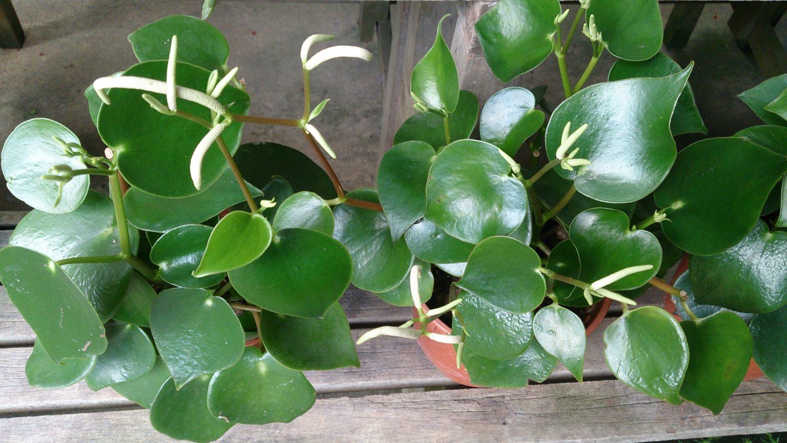 The Ultimate Guide to Peperomia Varieties - Houseplant Resource Center