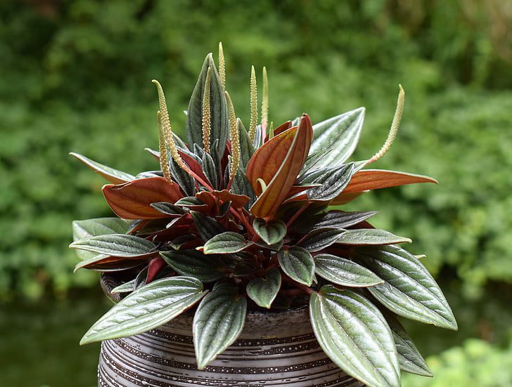 The Ultimate Guide to Peperomia Varieties