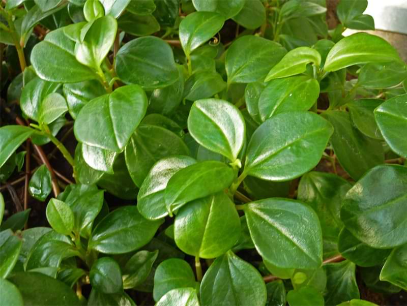 The Ultimate Guide to Peperomia Varieties