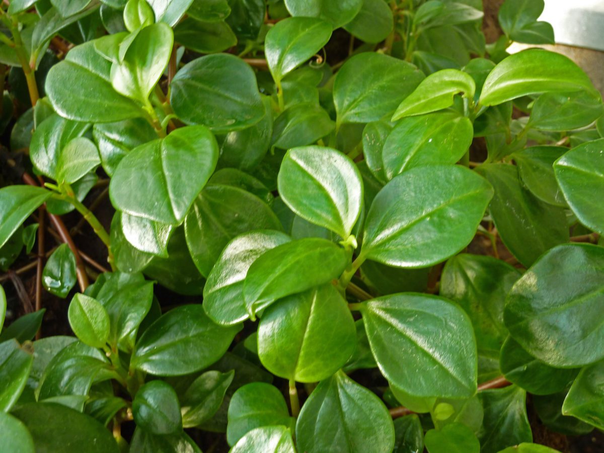 the-ultimate-guide-to-peperomia-varieties-houseplant-resource-center