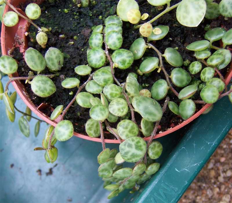 The Ultimate Guide to Peperomia Varieties