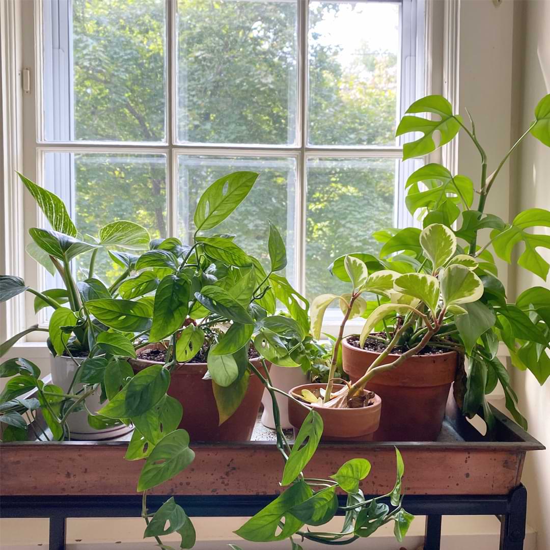 Repotting pothos deals