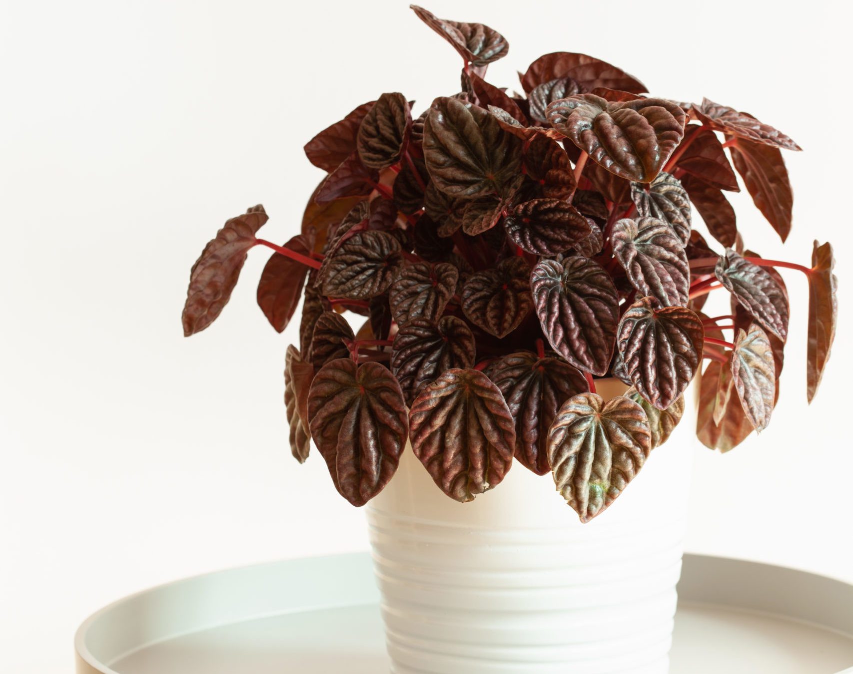 The Ultimate Guide to Peperomia Varieties - Houseplant Resource Center