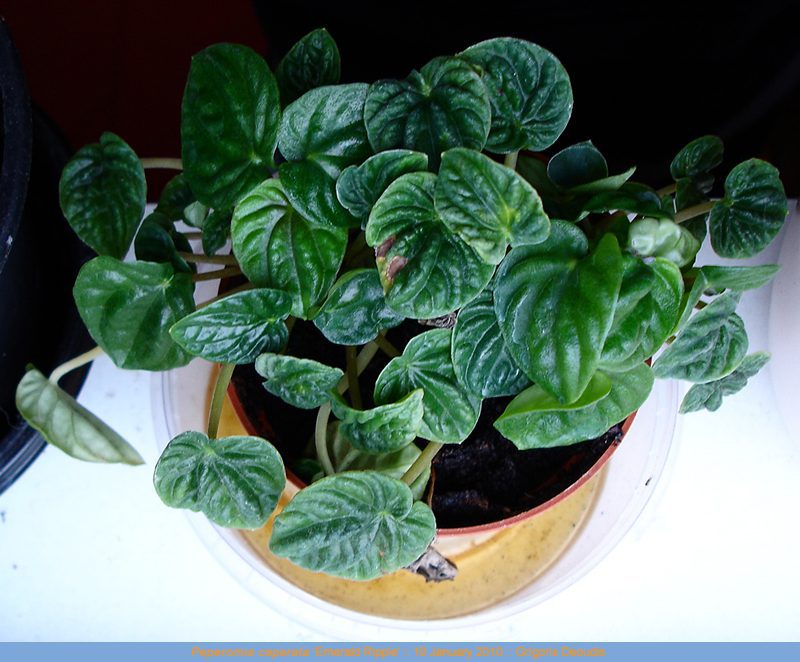 The Ultimate Guide to Peperomia Varieties