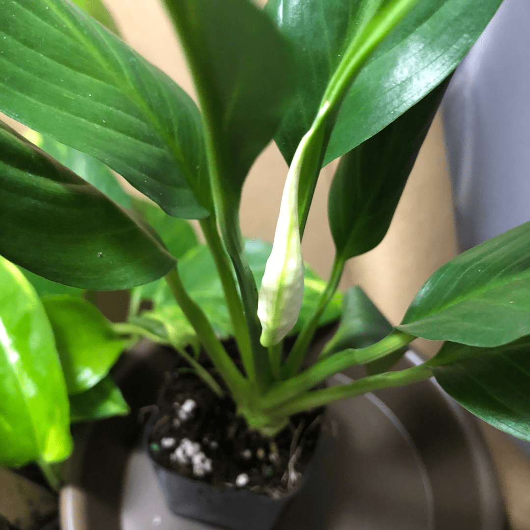 do-peace-lilies-like-coffee-grounds-quick-facts-leafyjournal