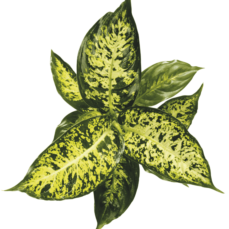 Exotic Angel® Plant Care 10 Different Types Houseplant Resource