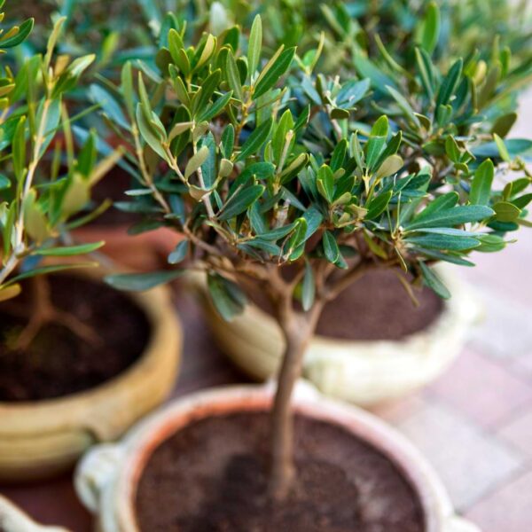 6 Types of Olive Trees to Grow Indoors Houseplant Resource Center