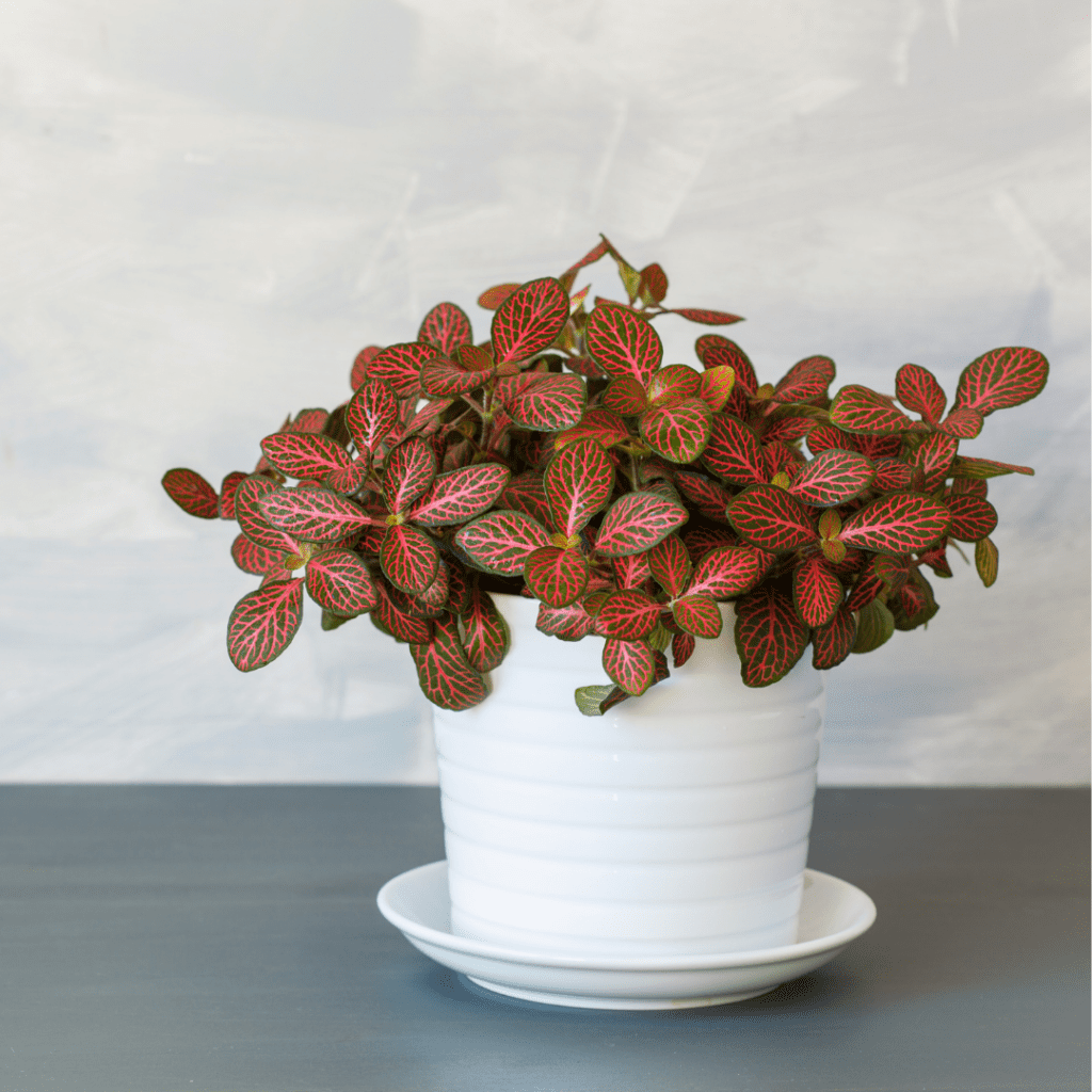 Exotic Angel® Plant Care 10 Different Types Houseplant Resource