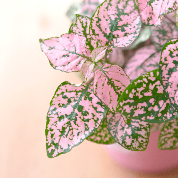 Exotic Angel® Plant Care 10 Different Types Houseplant Resource