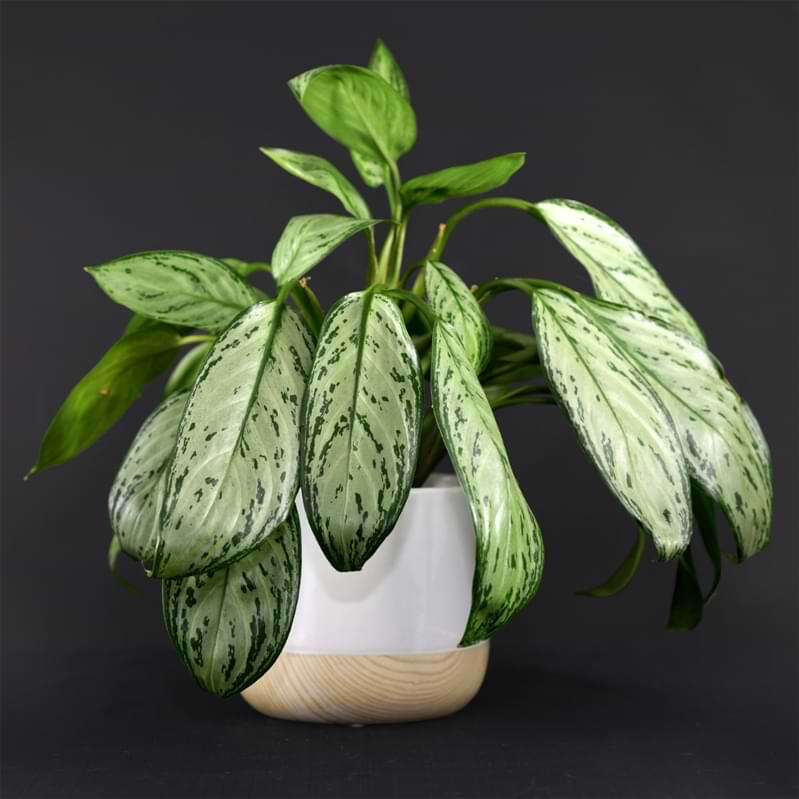 chinese evergreen light