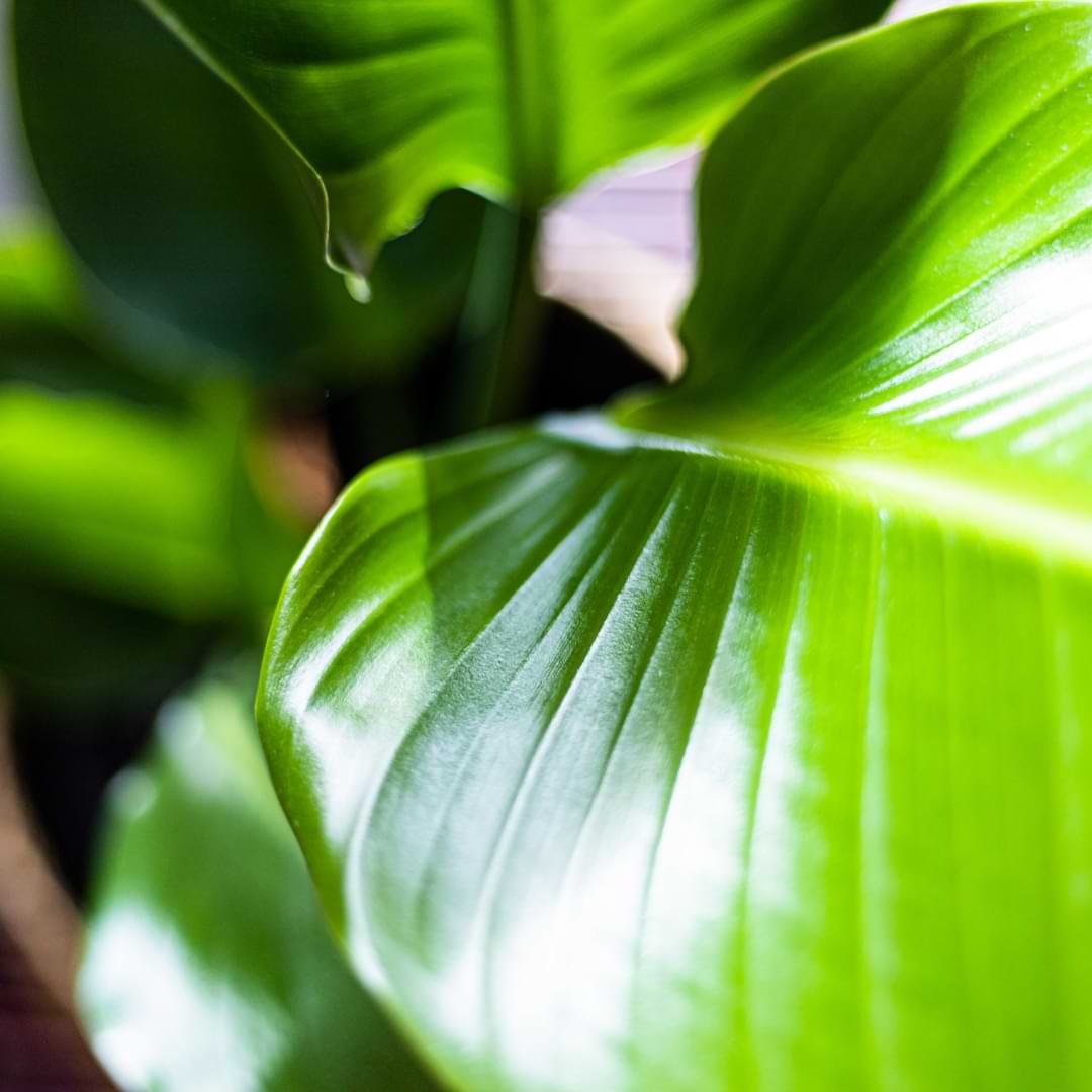 how to properly clean your plant’s leaves and how to make plant leaves shiny and glossy with Leaf Shine, our gentle, easy-to-use cleansing and fortifying spray.
