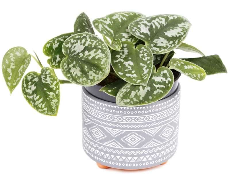 Neon pothos plant care is very easy. It is an eye-catching plant that will brighten up your space without a lot of work!