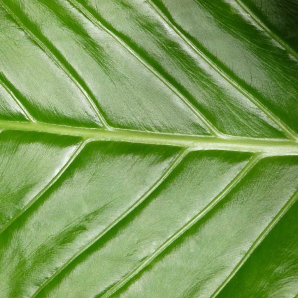 How to Clean and Shine Plant Leaves Houseplants Indoors