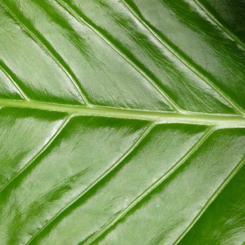 how-to-clean-and-shine-plant-leaves-houseplants-indoors