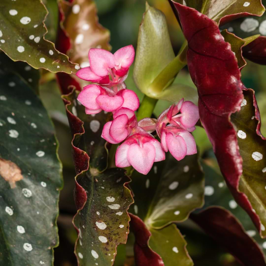 angel wing begonia plant care | begonia coccinea