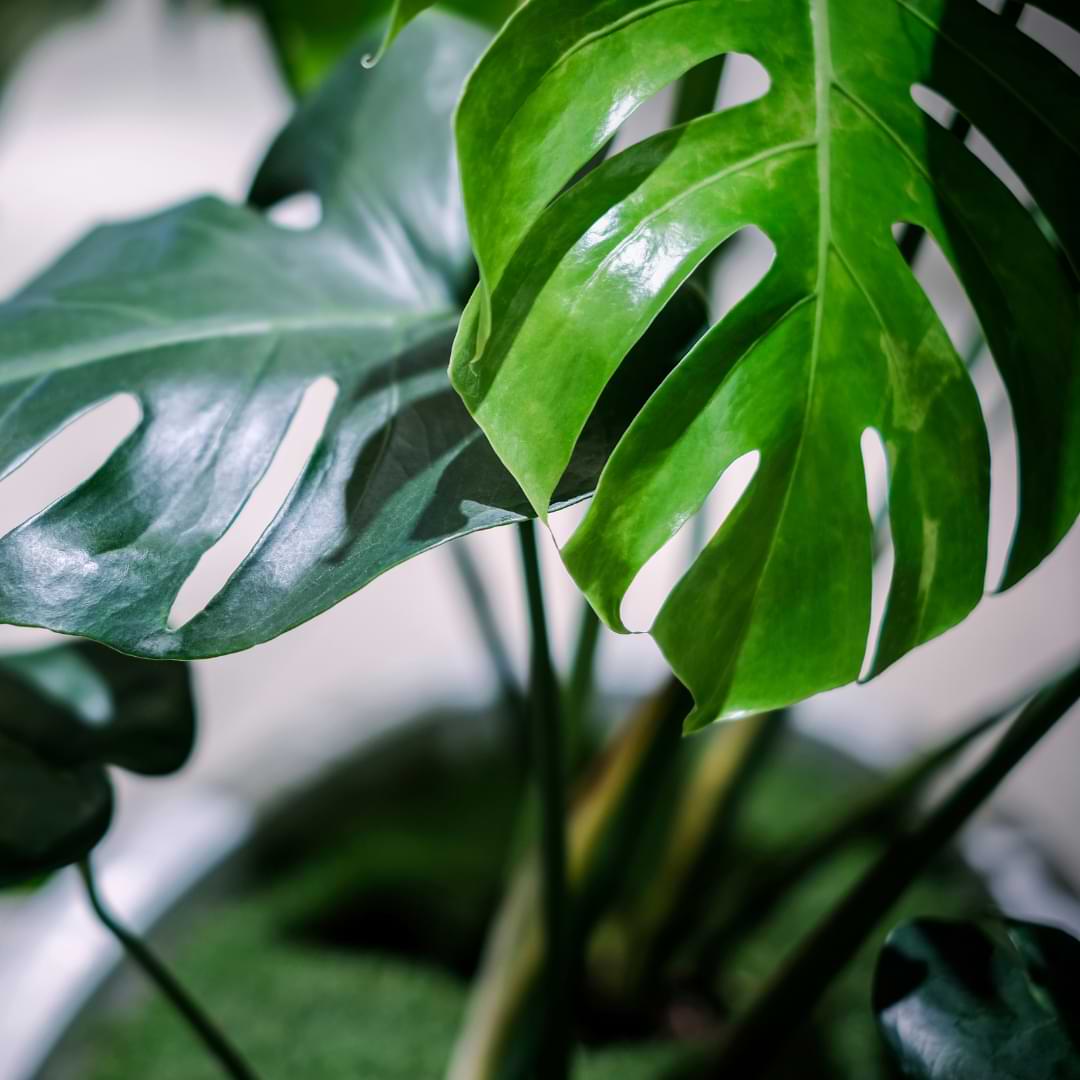 How to Clean and Shine Plant Leaves