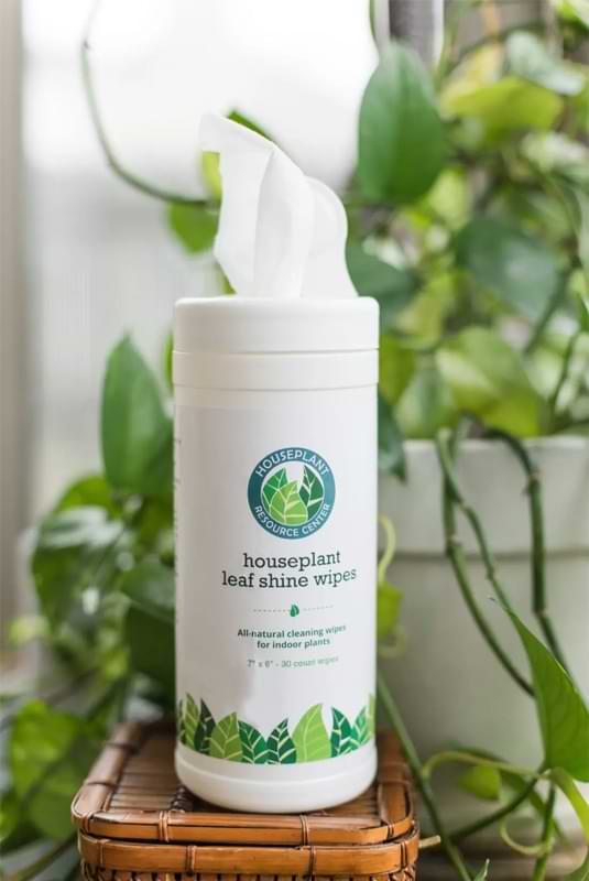 Don’t let a houseplant lover go another holiday season without these amazing houseplant gifts that guarantee the very best in care and style. Majesty palm turning Yellow