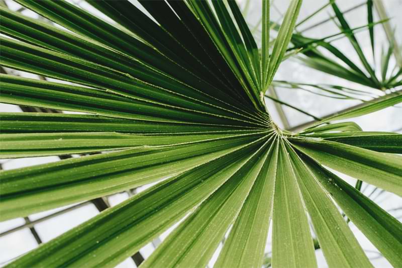 Majesty Palm Turning Brown