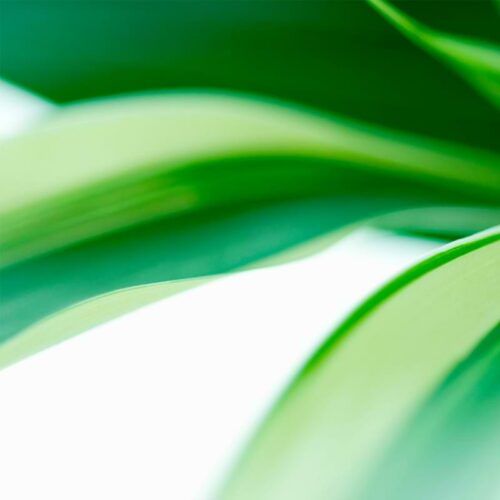 Dracaena Dorado Growing & Care Guide - Houseplant Resource Center