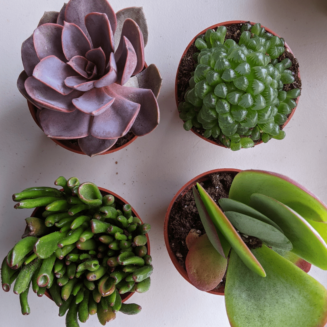 I had a great time picking out the four plants I wanted to order from Succulent Market. Here is our honest review of Succulent Market.