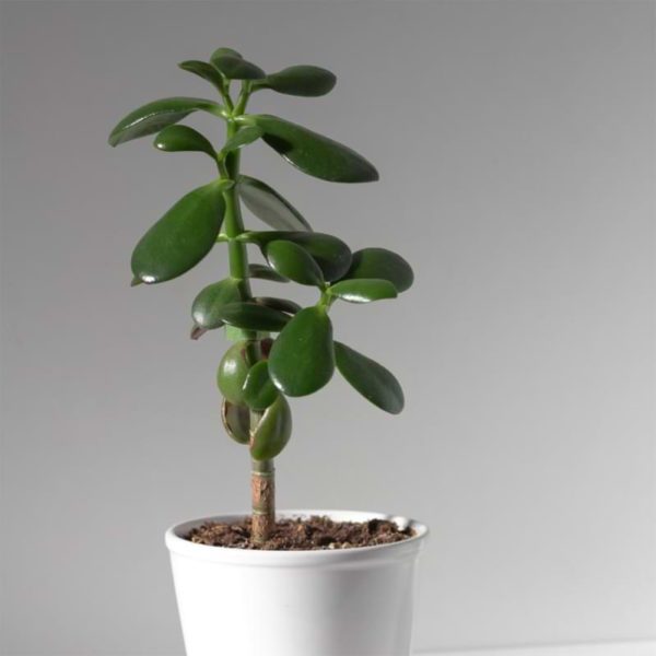 How to Propagate the Jade Plant Houseplant Resource Center