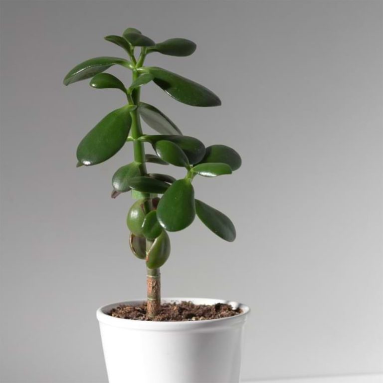 How to Propagate the Jade Plant Houseplant Resource Center