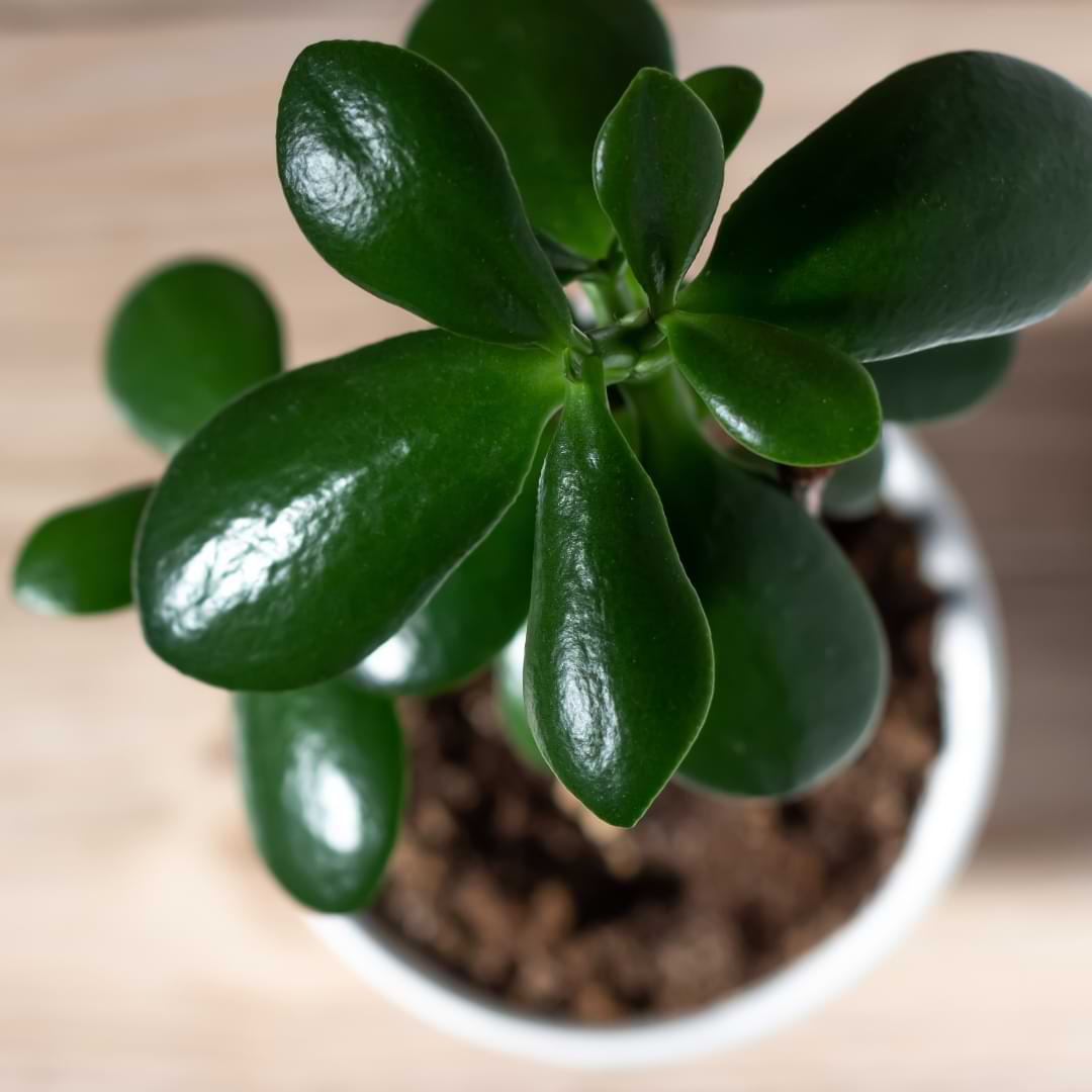 Steps of how to propagate the jade plant, what you need to get started, care for your new plant, and problems that may pop up along the way.