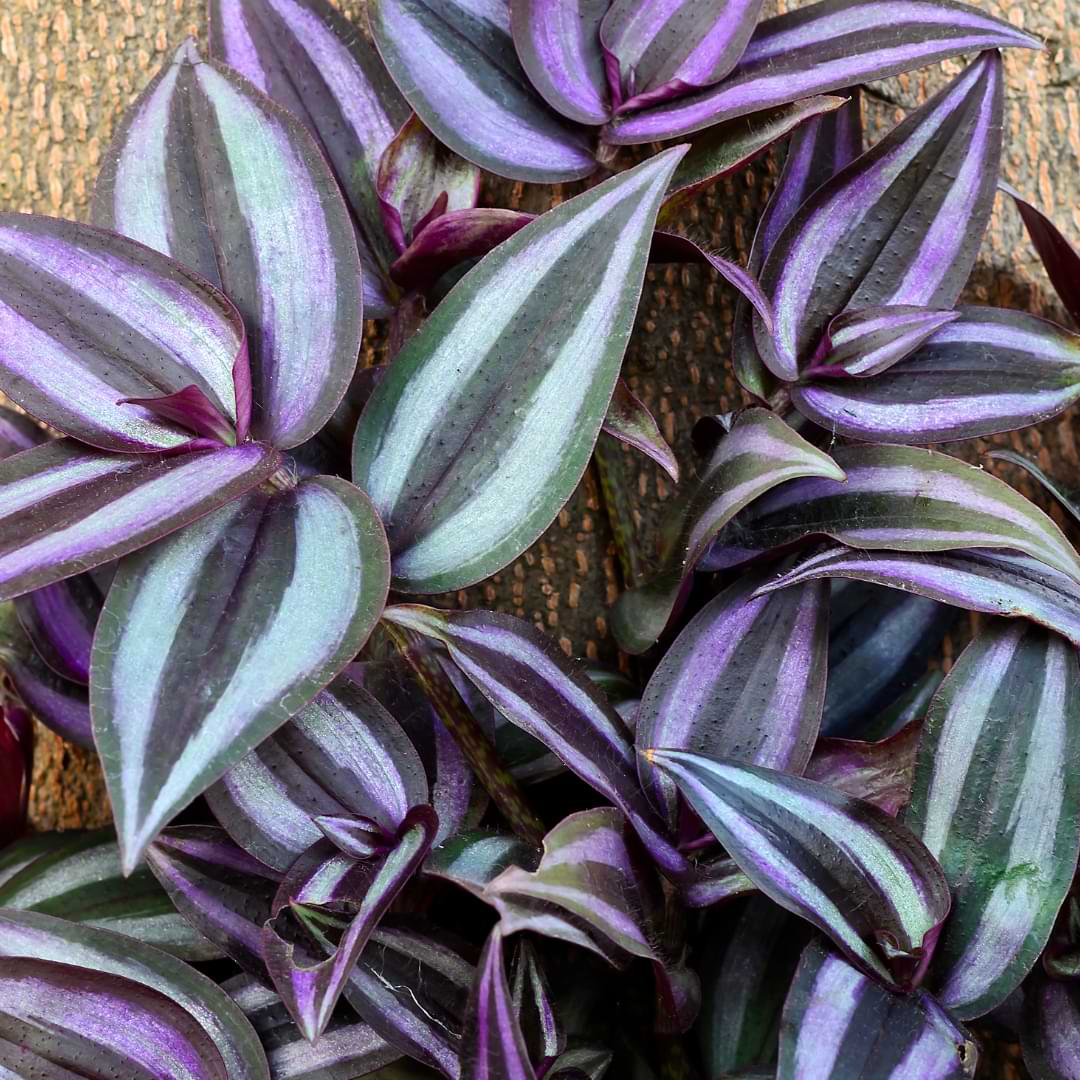 How to Propagate Wandering Jew | Tradescantia Zebrina | HRC