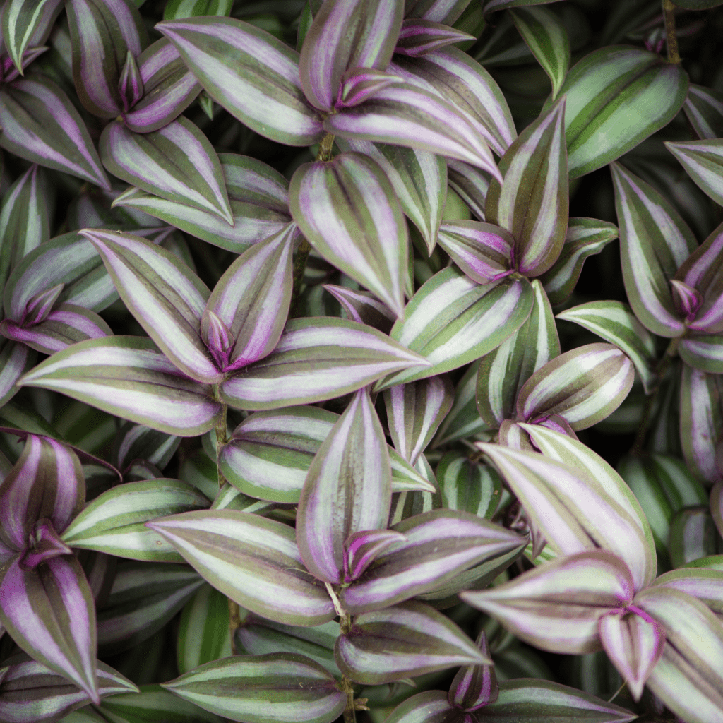 How to Propagate Wandering Jew | Tradescantia Zebrina