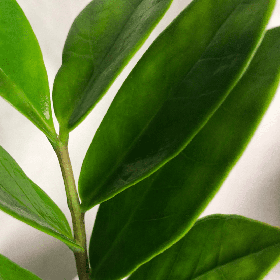 How To Propagate ZZ Plants - Houseplant Resource Center