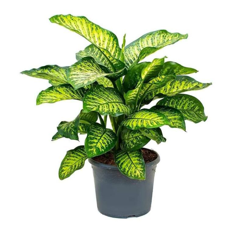 Toxic Houseplants to Be Aware Of - Houseplant Resource Center