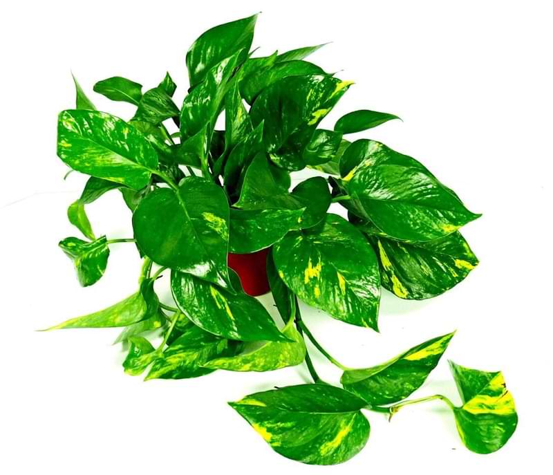 Toxic Houseplants To Be Aware Of - Houseplant Resource Center