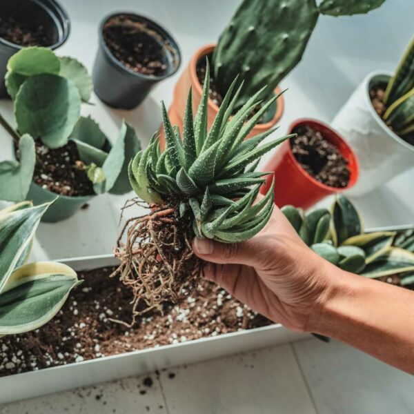 How to Repot A Cactus Without Getting Hurt