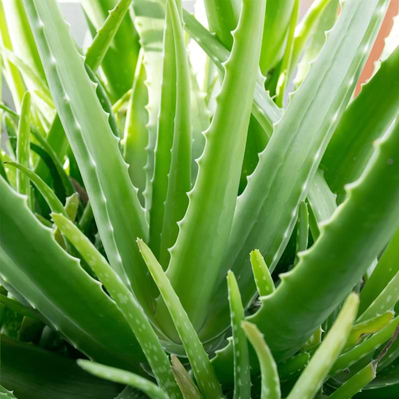 It’s a rather simple process to propagate aloe plants, but there are a few things to know that can help you while propagating.