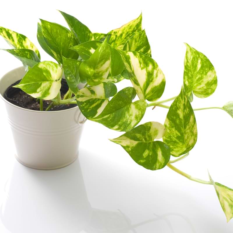Pothos plants are one of the most popular houseplants around! They're easy to care for, they're beautiful, and they purify the air.