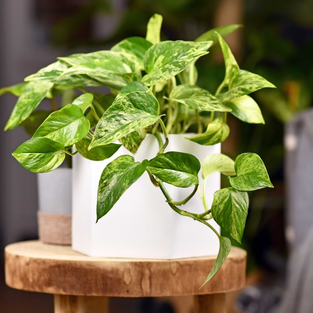 The Ultimate Guide to Pothos Plants: Everything You Need to Know