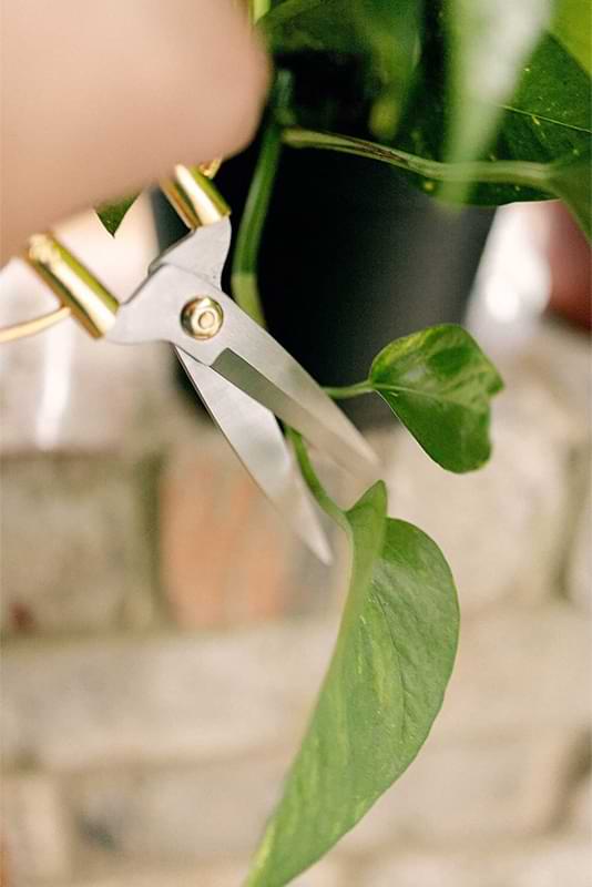 In this guide, we will explore everything you need to know about philodendron plants, from proper care and watering to common problems.