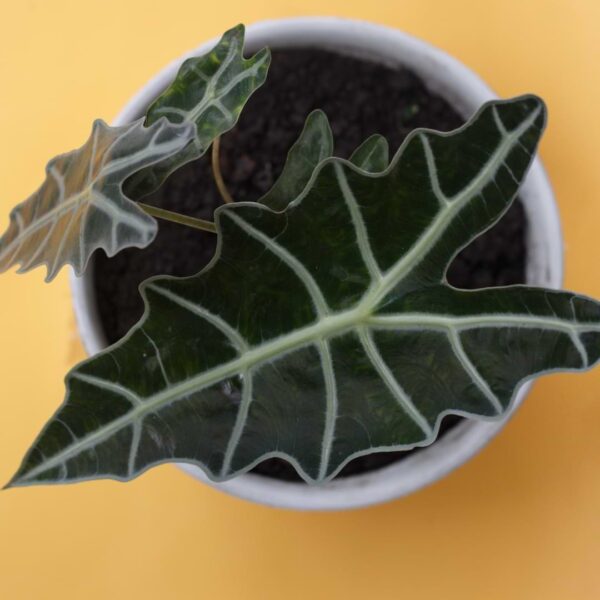 Alocasia Plant Care Guide Houseplant Resource Center