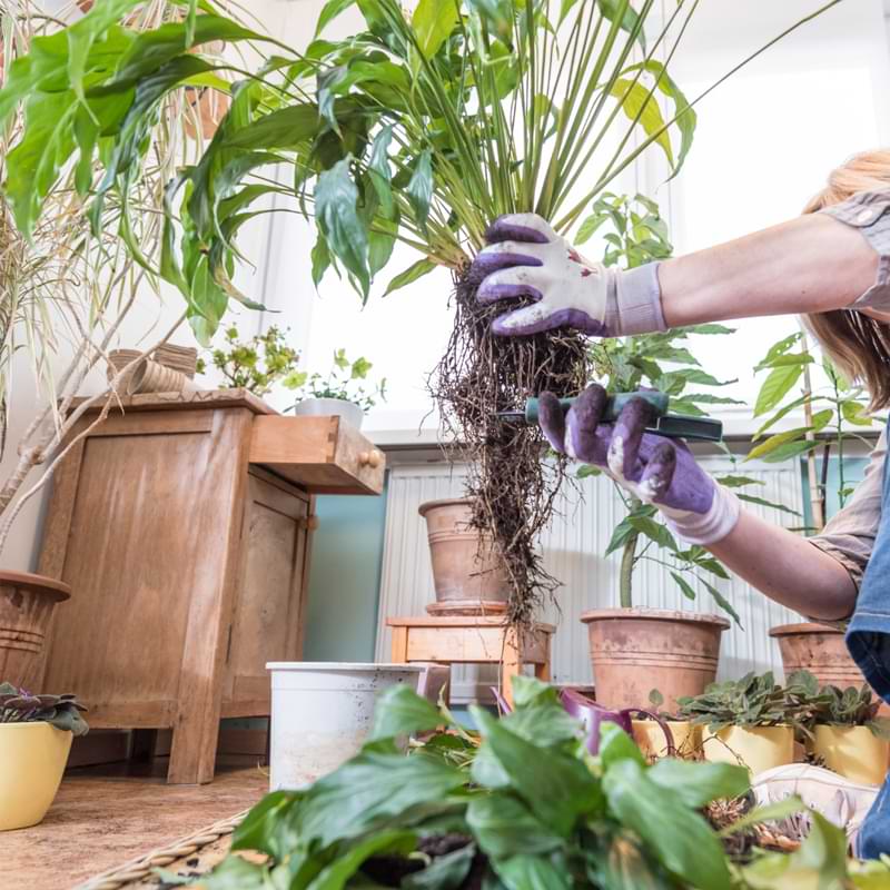 Repotting peace lily