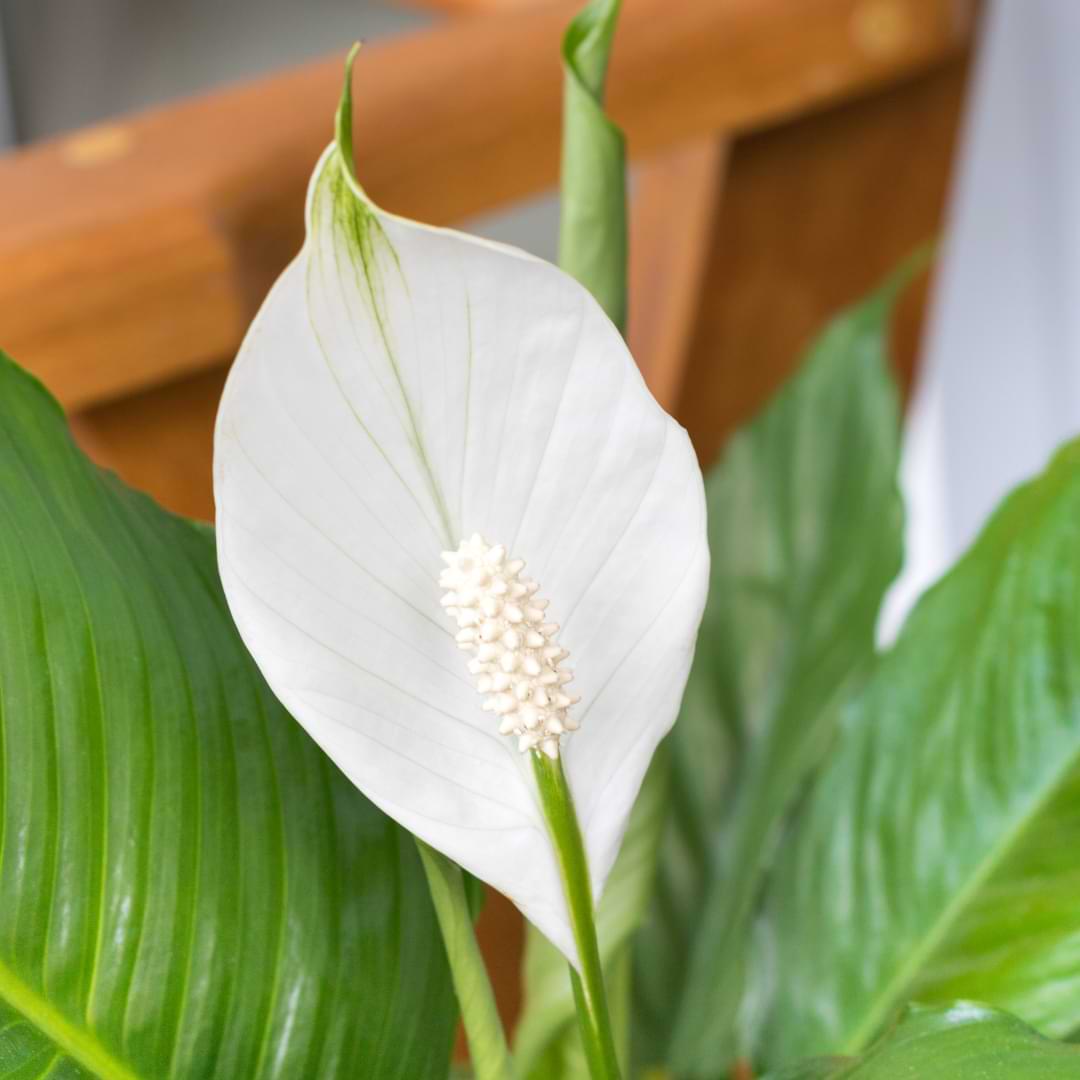 How Often Do You Need To Repot A Peace Lily