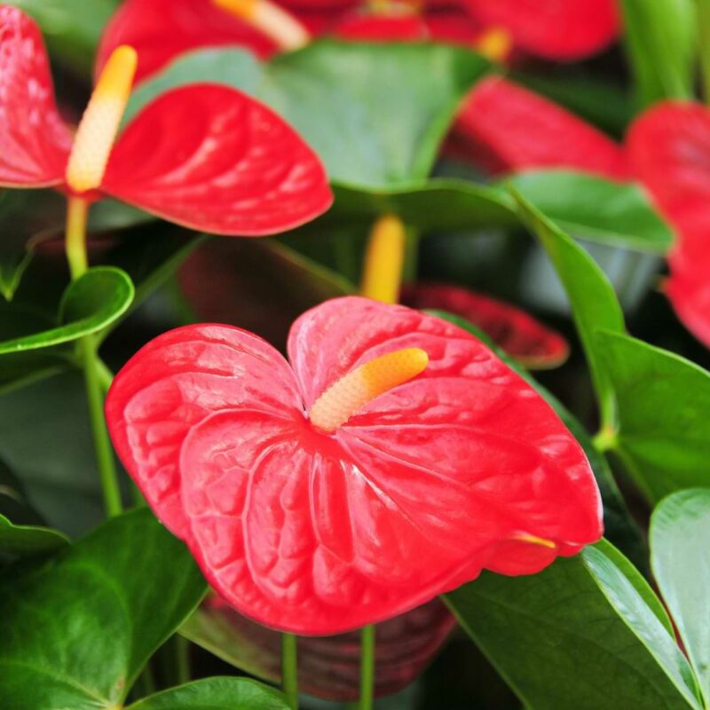 How To Propagate Anthurium | Caring For Propagated Anthurium