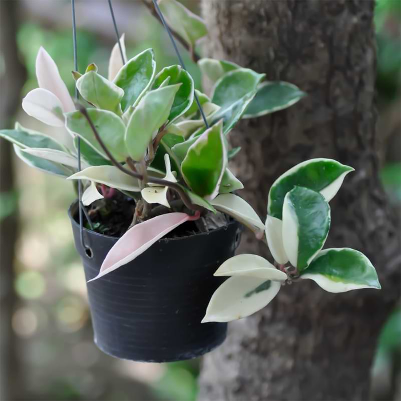 Brown spots are caused by a fungal disease known as Hoya Fungal Leaf Spot, and it's a common diseases to affect this type of plant.