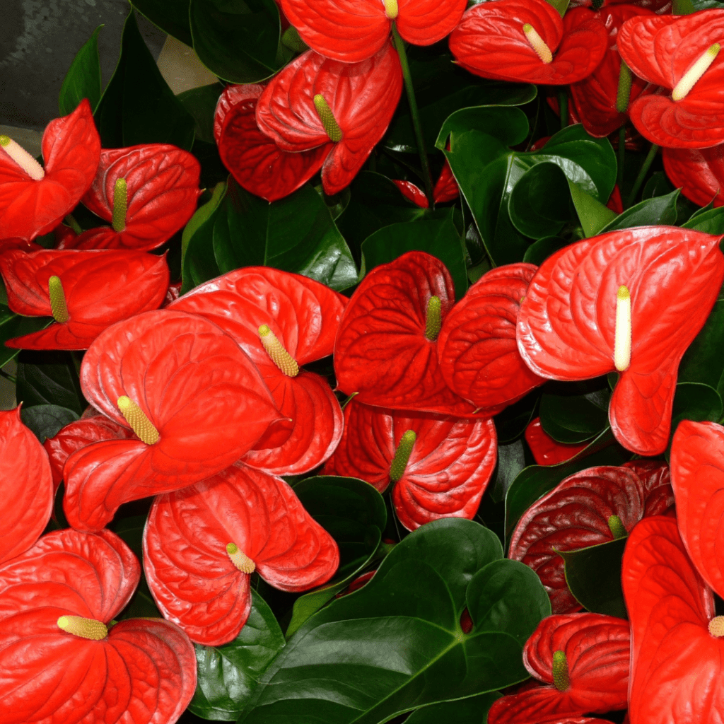 Anthurium Light Requirements Explained