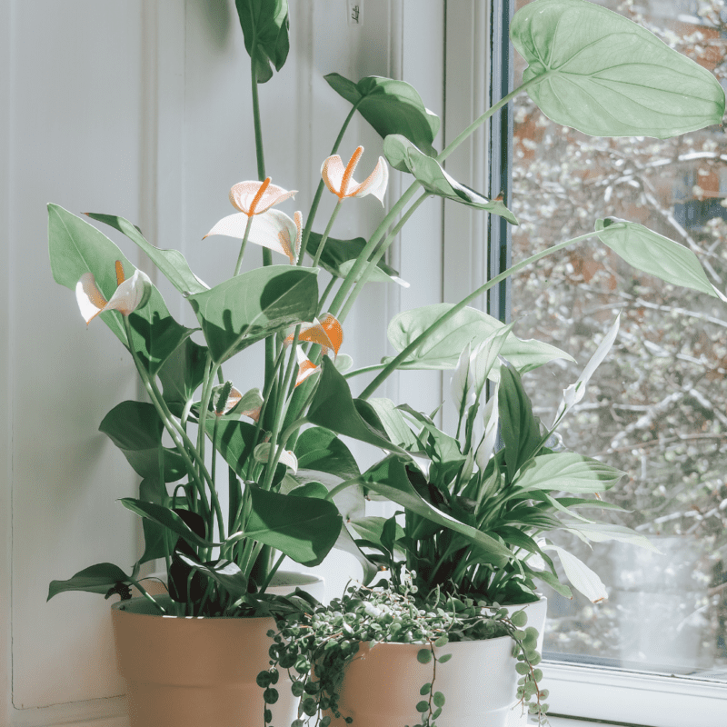 Anthurium Light Requirements Explained
